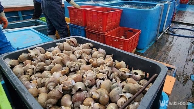 골뱅이 자료 사진. / 위키푸디