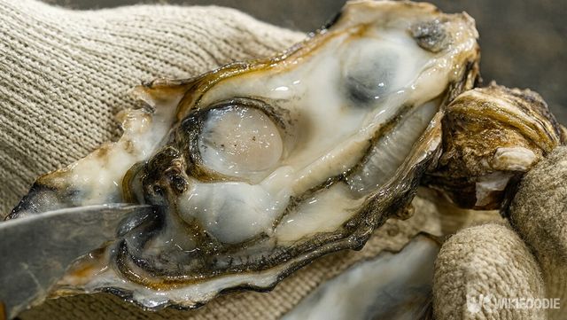 껍데기를 연 뒤 굴의 상태를 확인하는 과정이다. / 위키푸디