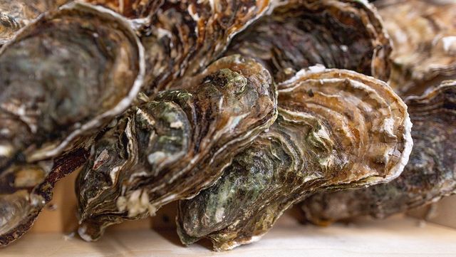 껍데기 표면이 단단하게 성장한 굴의 모습이다. / Elen Marlen-shutterstock.com