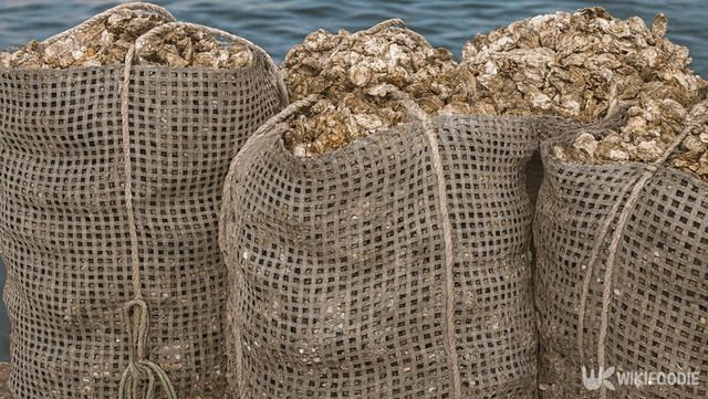 양식장에서 채취한 굴이 포대에 담겨 선별 작업을 기다리는 모습이다. / 위키푸디