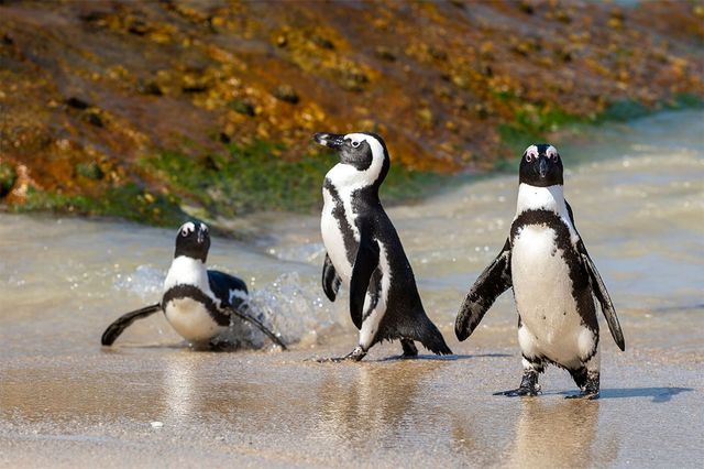 한 무리의 아프리카 펭귄이 해안 근처를 걷고 있다. / Wirestock Creators-shutterstock.com