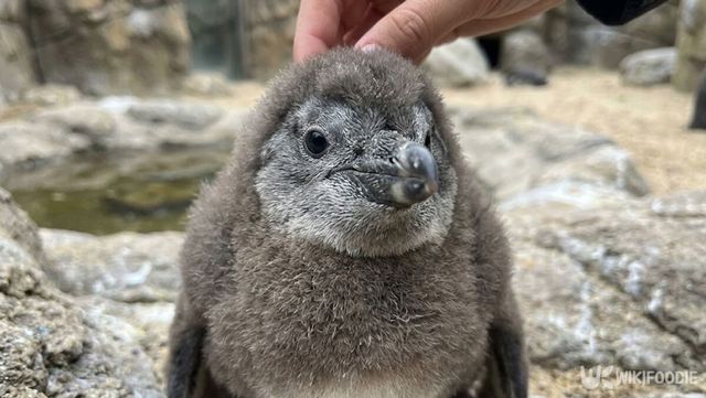 가평에서 태어난 새끼 아프리카 펭귄의 모습이다. 해당 이미지는 기사 이해를 돕기 위해 AI로 재연하였습니다. / 위키푸디
