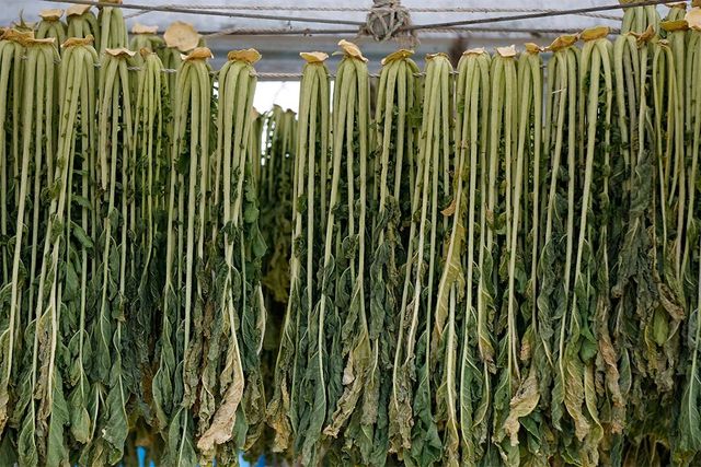 무청을 건조해 '시래기'를 만들고 있다. / green scent-shutterstock.com