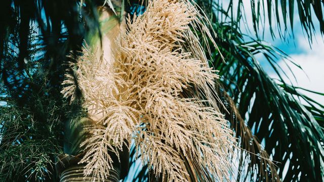 탈리팟 야자의 모습이다. / Wirestock Creators