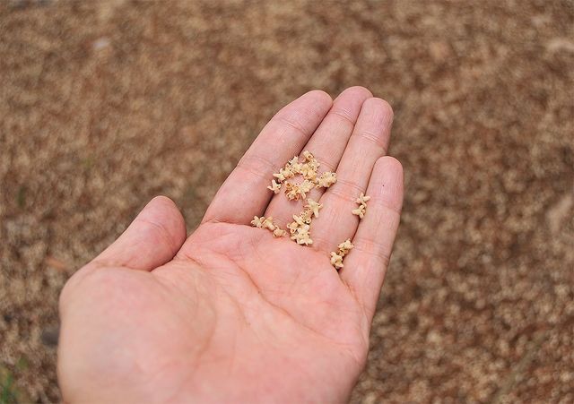 탈리탓 야자의 씨앗을 손바닥에 올려놓았다. / Saulo Ferreira Angelo-shutterstock.com