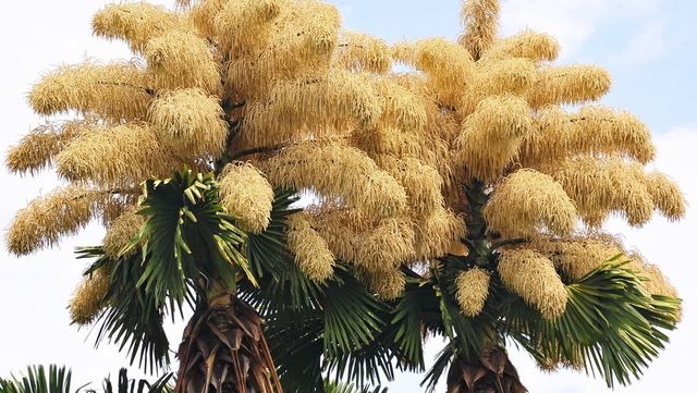 탈리팟 야자 나무의 모습이다. / Saulo Ferreira Angelo-shutterstock.com
