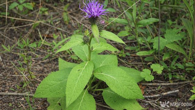 보라색 꽃을 피운 고려엉겅퀴의 모습이다.&nbsp;/ 위키푸디
