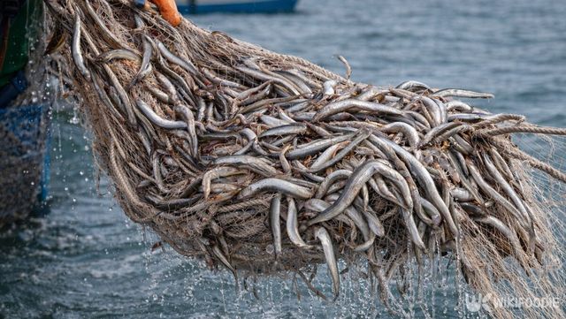 바다에서 양미리를 그물에서 들어 올리고 있다. / 위키푸디