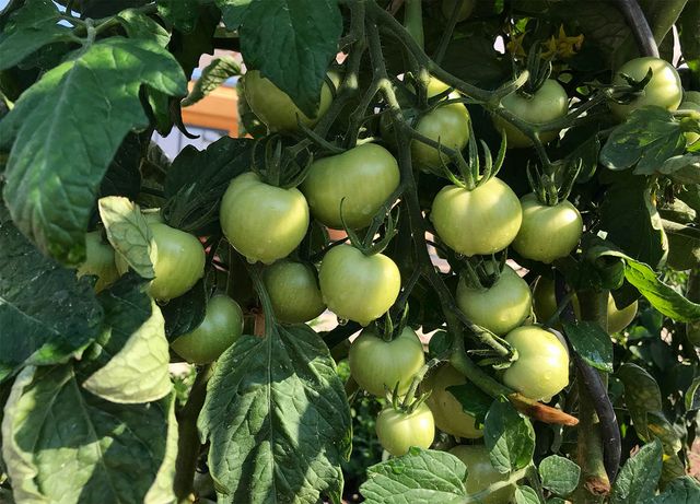 덜 익은 토마토가 나뭇가지에 매달려 있다. / Peeraphat-shutterstock.com