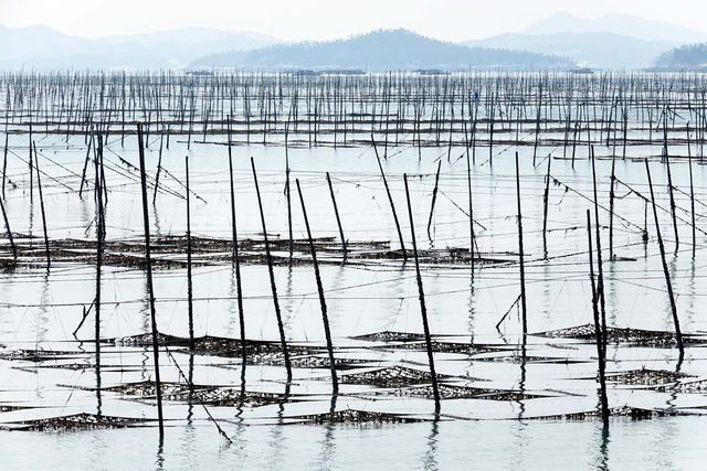 기둥식 김 양식장의 모습이다. / SUNGMOON HAN-shutterstock.com