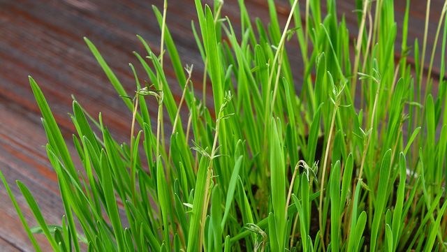 부추 자료 사진. / Olya Detry-shutterstock.com