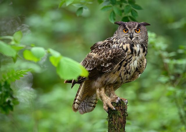늠름한 자태를 뽐내는 어미 수리부엉이의 모습이다. / Piotr Krzeslak-shutterstock.com
