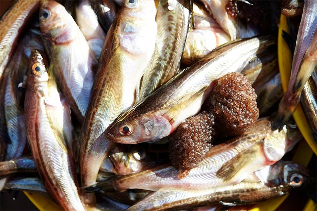 알 뭉치가 튀어나온 산란기 도루묵의 모습이다. / mnimage-shutterstock.com