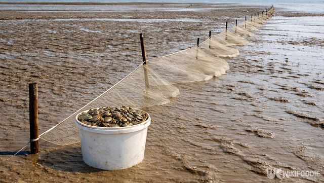 갯벌 자료 사진. / 위키푸디