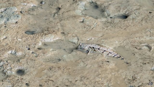 강진의 짱뚱어가 갯벌 속에 있는 모습이다. / Vanilllla-shutterstock.com