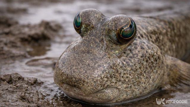망둥이 자료 사진. / 위키푸디