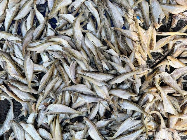 도루묵들이 한데 놓여 있다. / Yeongsik Im-shutterstock.com