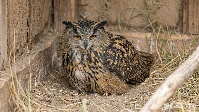 새끼를 품고 있는 암컷 수리부엉이의 모습이다.&nbsp;해당 이미지는 기사 이해를 돕기 위해 AI로 재연하였습니다. / 위키푸디