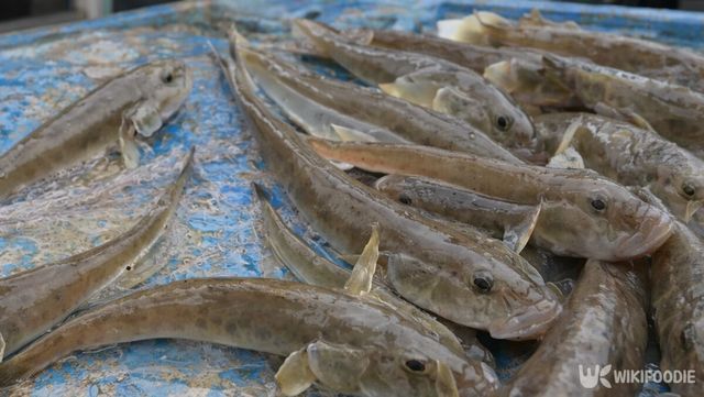 망둥이 자료 사진. / 위키푸디