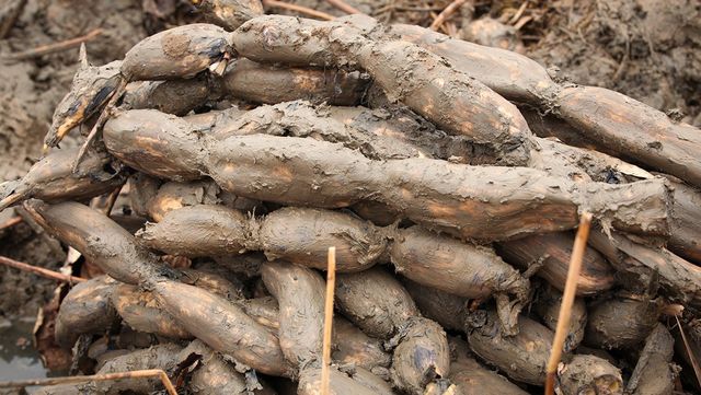 연근 자료 사진. / PulseQuyz01-shutterstock.com