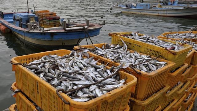 어선 앞 노란 박스에 도루묵들이 가득 들어 있다. / Stock for you-shutterstock.com