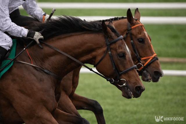 경주마 자료 사진. / 위키푸디
