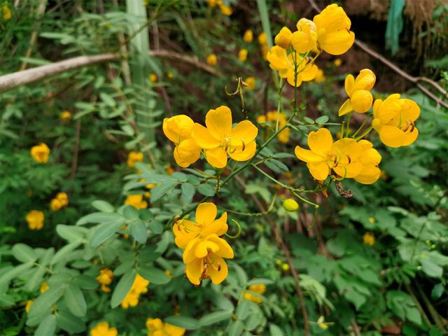 긴강남차가 꽃을 피운 모습이다. / Hibiscus fafafa-shutterstock.com