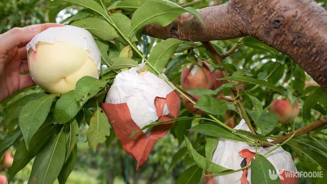 설도 복숭아 자료 사진. / 위키푸디