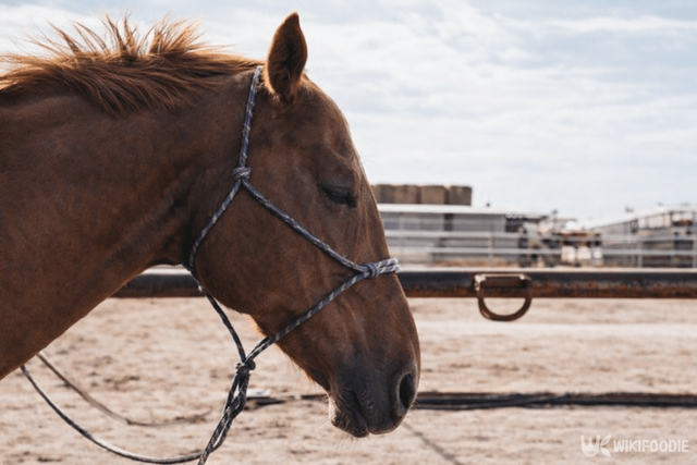 경주마 자료 사진. / 위키푸디