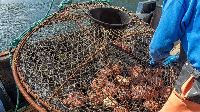 대게 자료 사진. / shorex.koss-shutterstock.com