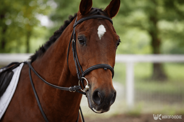경주마 자료 사진. / 위키푸디