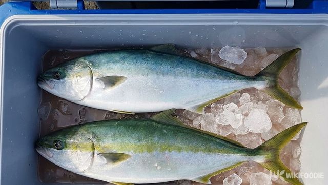 위에 '방어'와, 아래에 '부시리'가 낚시통에 놓여 있다. / 위키푸디