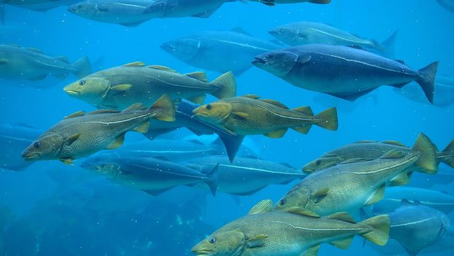 대구 자료 사진. / andrzej_67-shutterstock.com