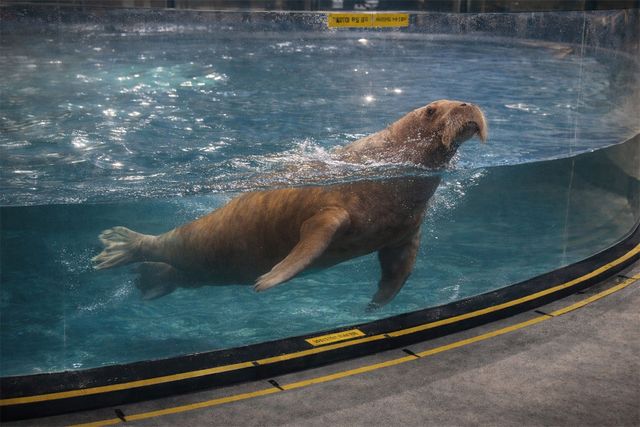 바다코끼리가 수조에서 헤엄치고 있다.&nbsp;해당 이미지는 기사 이해를 돕기 위해 AI로 재연하였습니다. / 위키푸디