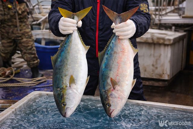 어부가 방어와 부시리를 한 손씩 들고 있다. / 위키푸디