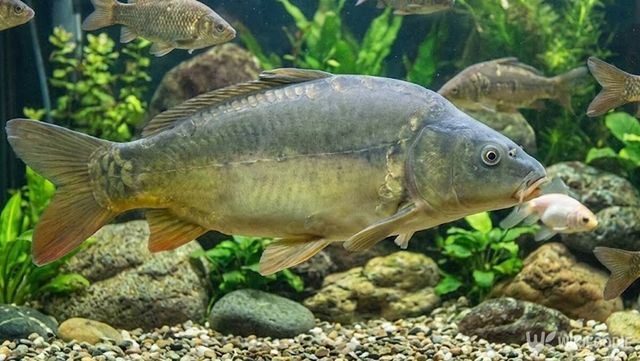 향어 자료 사진. / 위키푸디