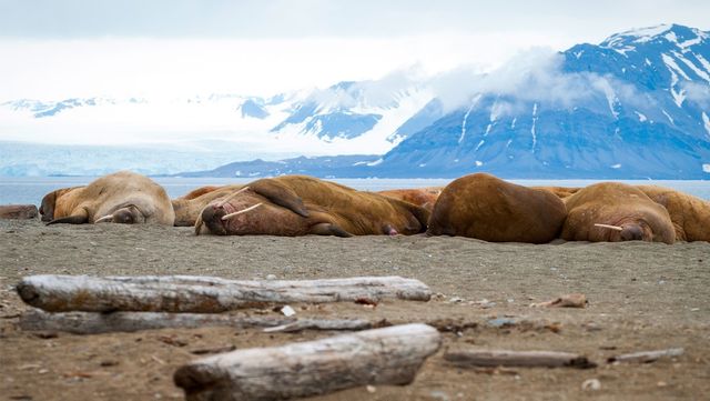 바다코끼리들이 해변에 누워있는 모습이다. / Ana Flasker-shutterstock.com