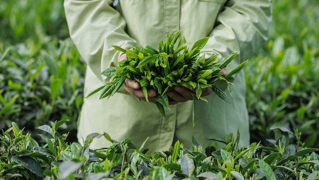 녹차 자료 사진. / lzf-shutterstock.com