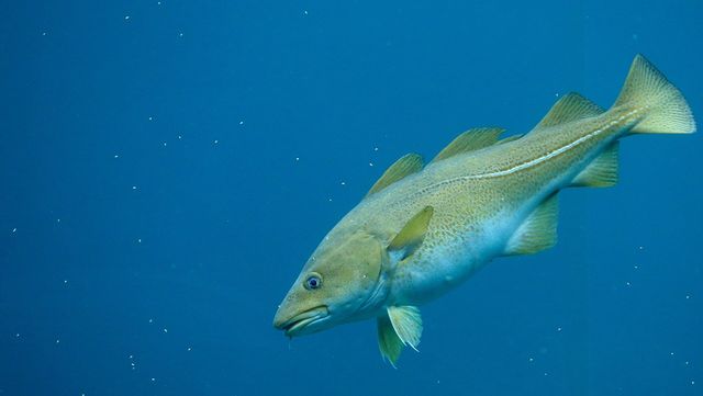 대구 자료 사진. / andrzej_67-shutterstock.com