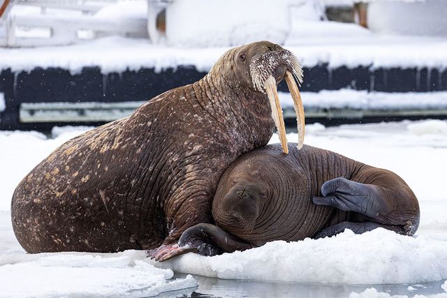 바다코끼리 2마리가 해빙에 서 있는 모습이다. / Jonas Aleksander Larsen-shutterstock.com
