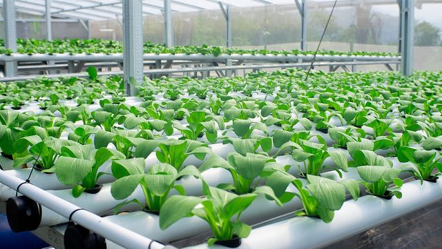 청경채를 물에서 키우는 방식인 수경재배하고 있는 모습이다. / Lot'z Fhiego