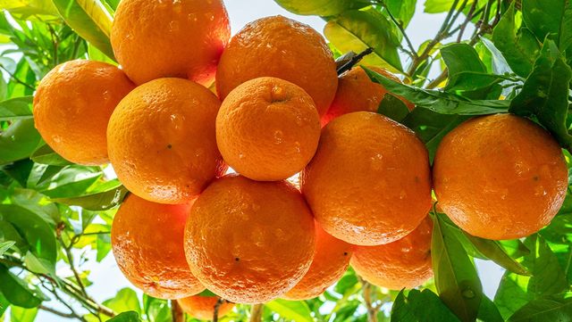 레드향 자료 사진. / Valentyn Volkov-shutterstock.com