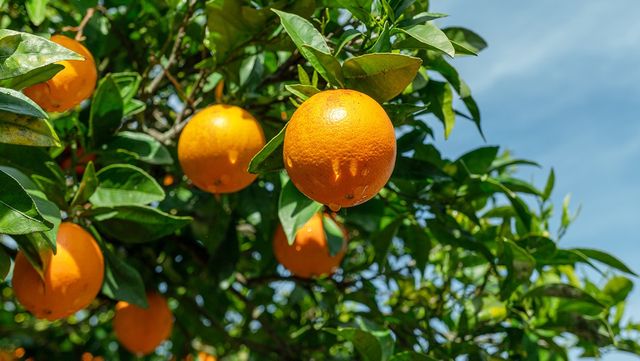 레드향 자료 사진. / Valentyn Volkov-shutterstock.com