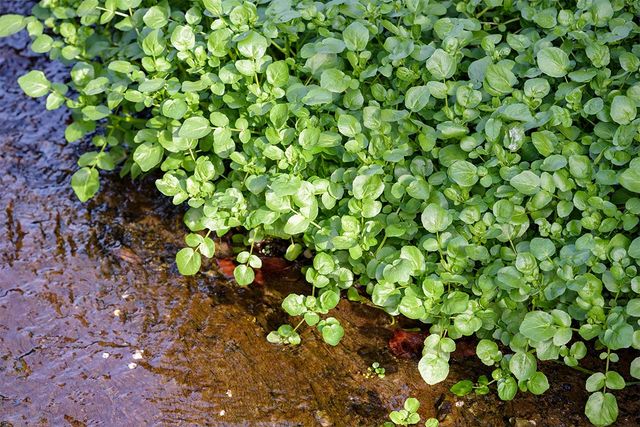 물가에서 자라는 물냉이의 모습이다. / Picmin-shutterstock.com