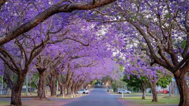시드니에 자카란다가 만개한 모습이다. / Alex Cimbal-shutterstock.com