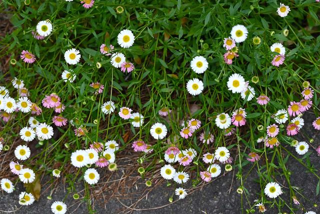 개망초가 한가득 피어있다. / Zarashfia-shutterstock.com