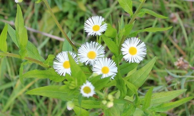 개망초의 흰색과 노란색이 대비를 이룬다. / Reikara-shutterstock.com
