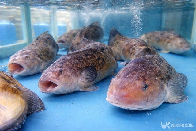 횟집 수조에 꼼치들이 모여 있다. / 위키푸디