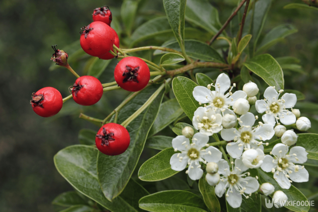 피라칸타 자료 사진. / 위키푸디
