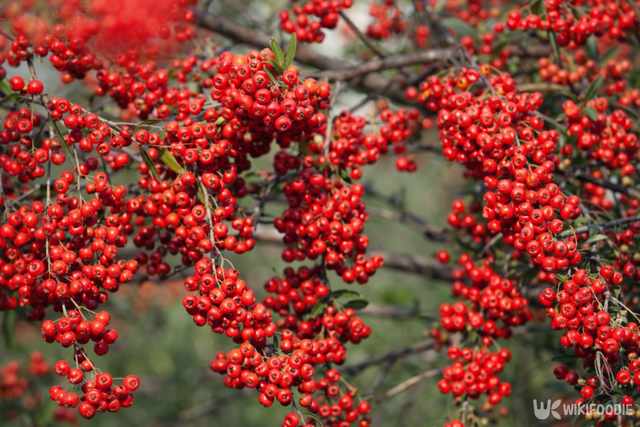 피라칸타 자료 사진. / 위키푸디